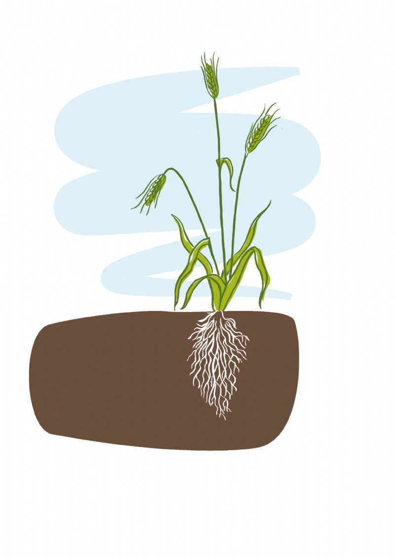 Winter rye grass seed deals